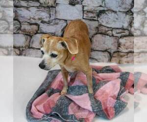 Marlene - Female Beagle-Unknown Mix Dog for Adoption - Photo #4