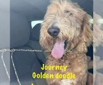 Small Labradoodle