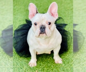 Mother of the French Bulldog puppies born on 04/20/2022