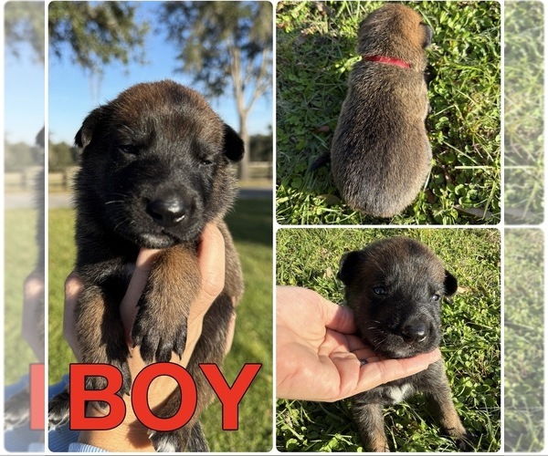 Medium Photo #5 Belgian Malinois Puppy For Sale in WILLISTON, FL, USA