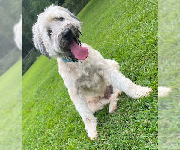 Medium Photo #2 - Mix Puppy For Sale in Tarrytown, GA, USA