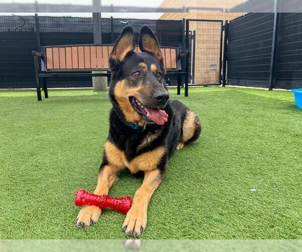 Medium Photo #2 German Shepherd Dog Puppy For Sale in Orange, CA, USA