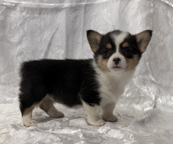 Medium Photo #3 Pembroke Welsh Corgi Puppy For Sale in STANLEY, WI, USA
