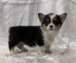 Small #2 Pembroke Welsh Corgi