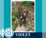 Small #1 Labrador Retriever Mix
