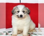 Small Photo #1 Great Pyrenees Puppy For Sale in CLAYTON, WA, USA