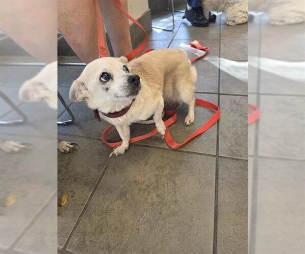 Medium Photo #2 Chihuahua-Unknown Mix Puppy For Sale in San Antonio, TX, USA