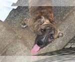 Small #3 Labrador Retriever-Plott Hound Mix