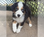 Small Photo #5 Australian Shepherd Puppy For Sale in TUSTIN, MI, USA