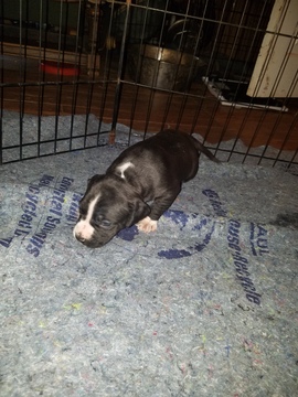 Medium Photo #11 American Pit Bull Terrier Puppy For Sale in GRIFFIN, GA, USA
