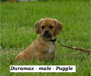 Puggle Puppy for sale in CLARKRANGE, TN, USA