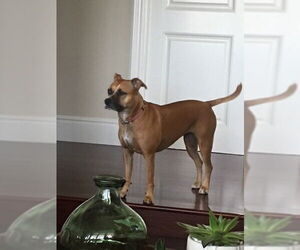 Shea - Female Boxador Dog for Adoption - Photo #4