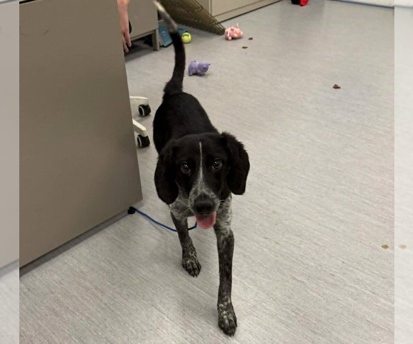 Medium Photo #3 Pointer-Unknown Mix Puppy For Sale in Fort Collins, CO, USA