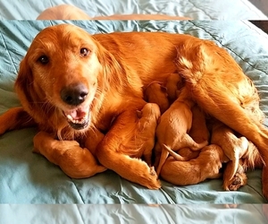 Mother of the Golden Retriever puppies born on 03/11/2023