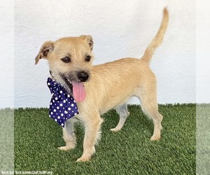 Bella - Female Norfolk Terrier-Unknown Mix Dog for Adoption - Photo #3