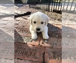 Small Photo #9 English Cream Golden Retriever Puppy For Sale in MC KINNEY, TX, USA