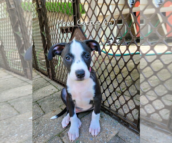 Medium Photo #1 Mutt Puppy For Sale in Wenonah, NJ, USA