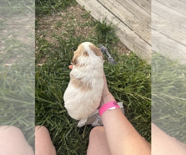 Medium Photo #4 Goldendoodle (Miniature) Puppy For Sale in FREDERICA, DE, USA