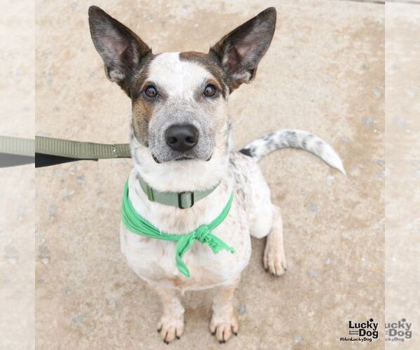 Medium Photo #7 Mutt Puppy For Sale in Washington, DC, USA