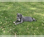 Small Photo #37 American Bully Puppy For Sale in OVERLAND, KS, USA