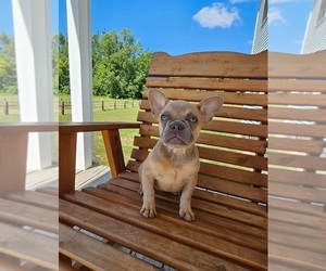 French Bulldog Puppy for sale in INDIANAPOLIS, IN, USA
