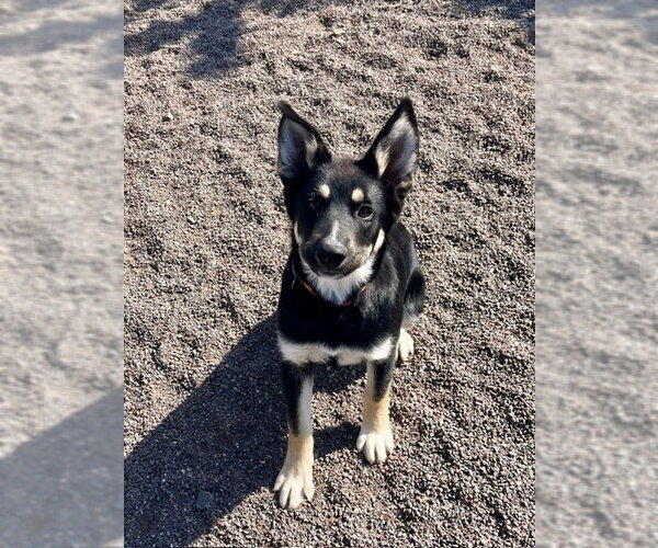 Medium Photo #1 German Shepherd Dog-Unknown Mix Puppy For Sale in Webster, WI, USA
