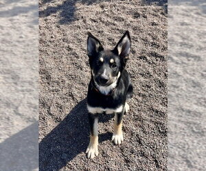 German Shepherd Dog-Unknown Mix Dogs for adoption in Webster, WI, USA