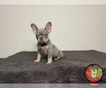 Puppy 1 French Bulldog