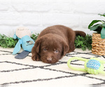 Small #1 Labrador Retriever