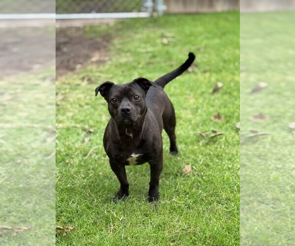 Medium Photo #2 Staffordshire Bull Terrier Puppy For Sale in Great Bend, KS, USA