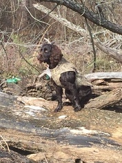 Father of the Boykin Spaniel puppies born on 09/24/2016