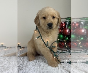 Golden Retriever Puppy for sale in GREENFIELD, IN, USA