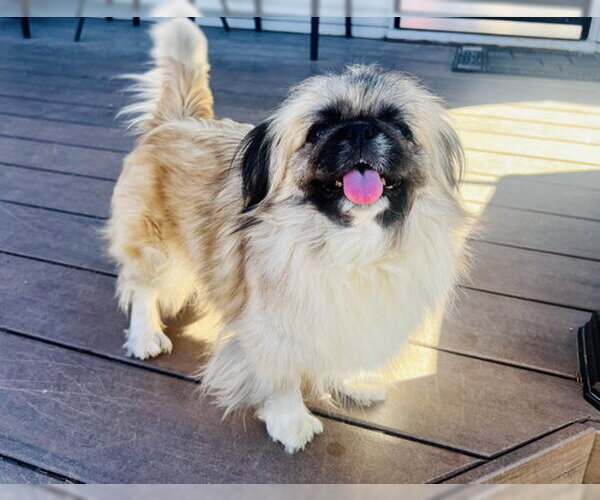 Medium Photo #3 Pekingese Puppy For Sale in Belleuve, NE, USA