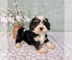 Cavapoo Puppy for sale in FRANKLIN, IN, USA