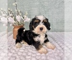 Image preview for Ad Listing. Nickname: Clara