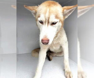 Siberian Husky Dogs for adoption in Houston, TX, USA
