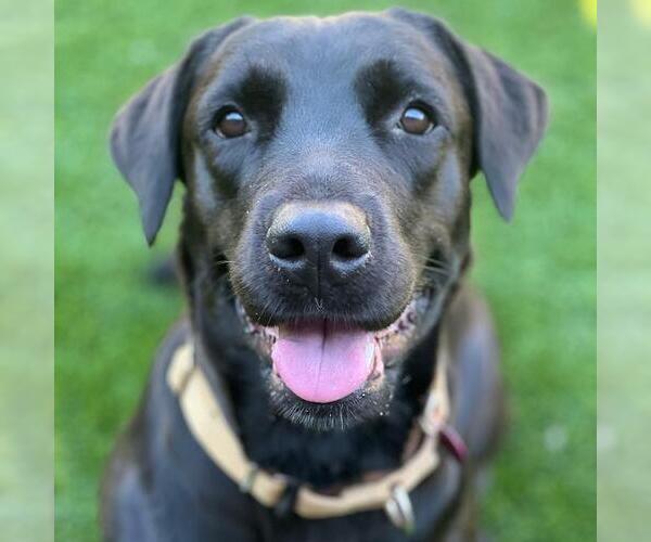 Medium Photo #4 Labrador Retriever-Unknown Mix Puppy For Sale in San Diego, CA, USA