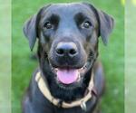 Small #3 Labrador Retriever Mix