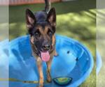 Small #1 German Shepherd Dog Mix