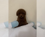 Small Photo #1 Poodle (Toy) Puppy For Sale in TAMPA, FL, USA