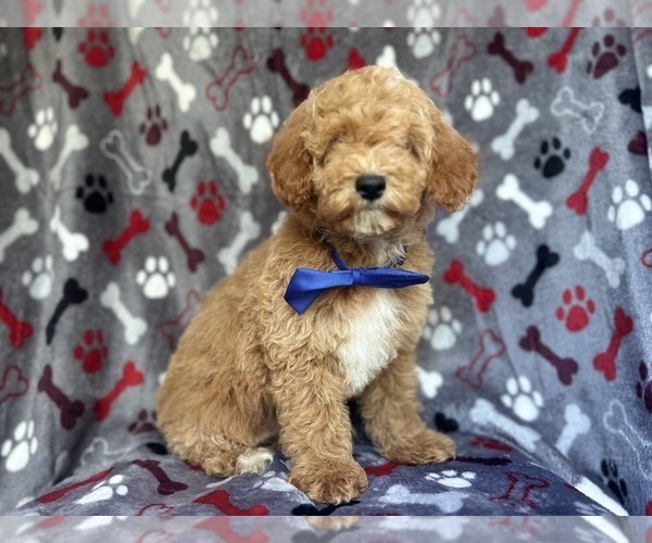 Medium Photo #1 Poodle (Miniature) Puppy For Sale in LAKELAND, FL, USA