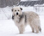 Small Great Pyrenees Mix