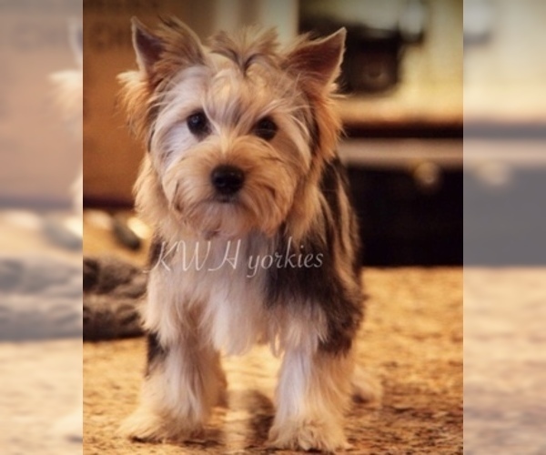 Medium Photo #1 Yorkshire Terrier Puppy For Sale in KELLER, TX, USA