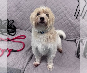 Mutt Dogs for adoption in Muskegon, MI, USA