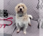 Small Mutt