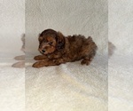 Small #1 Poodle (Miniature)