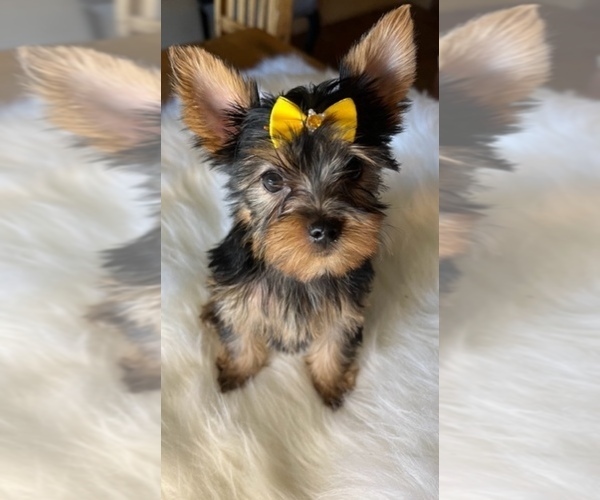 Medium Photo #1 Yorkshire Terrier Puppy For Sale in SHAFER, MN, USA
