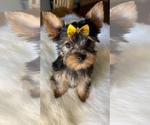 Small Photo #1 Yorkshire Terrier Puppy For Sale in SHAFER, MN, USA