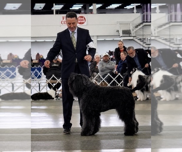 Medium Photo #6 Bouvier Des Flandres Puppy For Sale in BLANCO, TX, USA