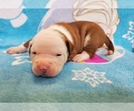 Small Photo #5 American Bulldog Puppy For Sale in MADISON, WI, USA